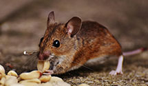 24 Hour & Emergency Exterminators in Spires, IL